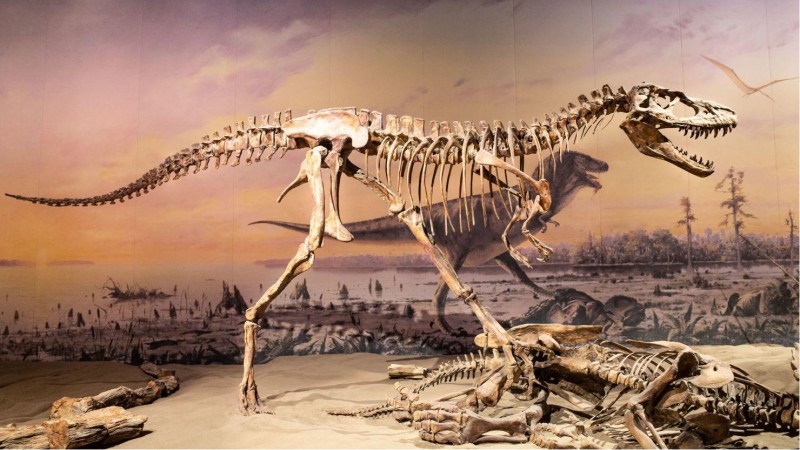 What was the real reason for the extinction of the dinosaurs?